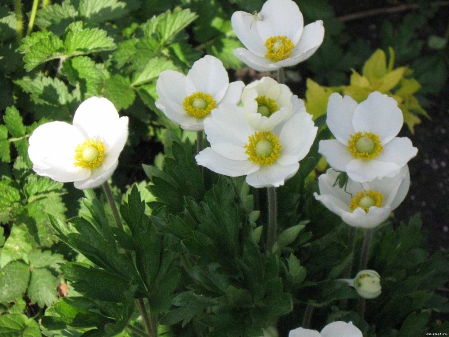 Anemone ветреница Дубравная