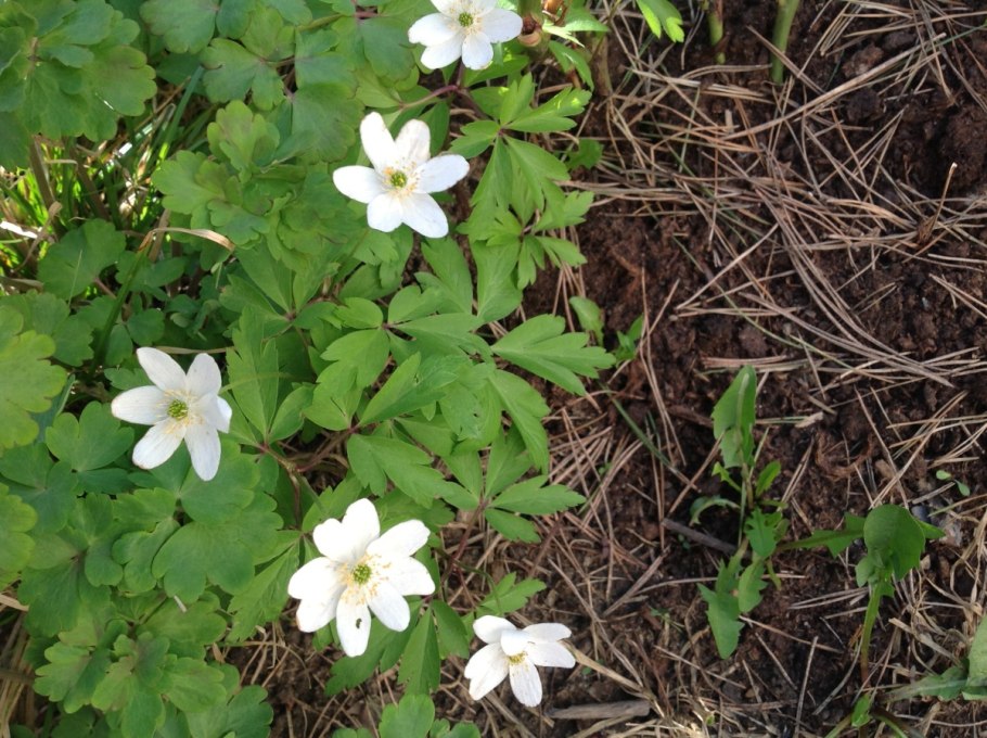 Ветреница Дальневосточная