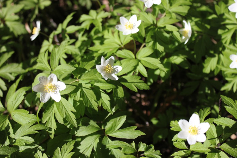 Ветреница (анемона) Лесная "плена"