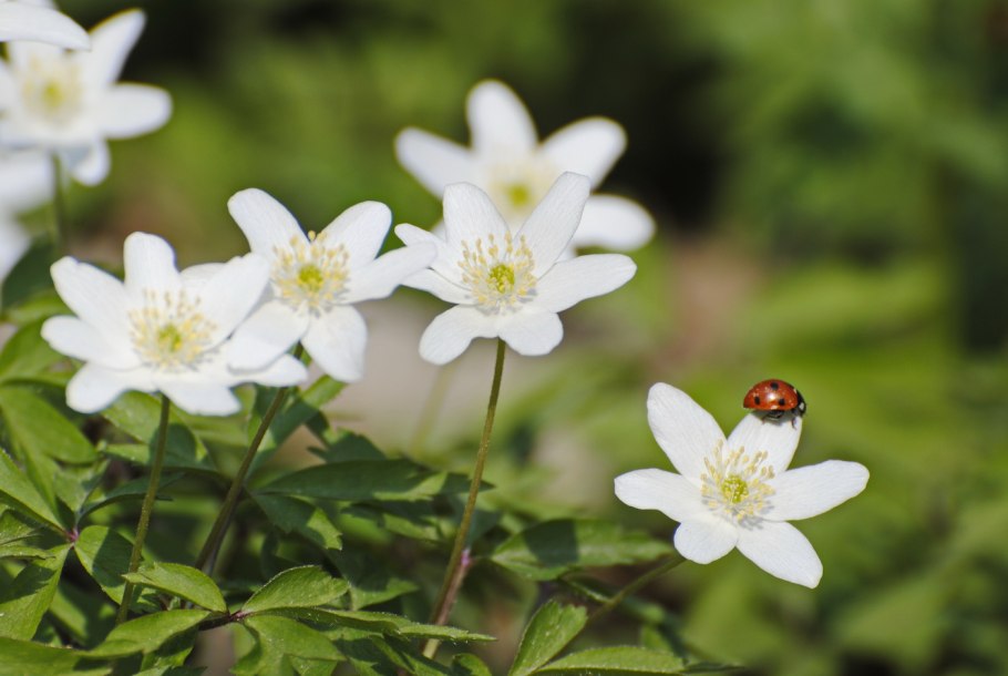 Анемона Лесная Anemone Sylvestris