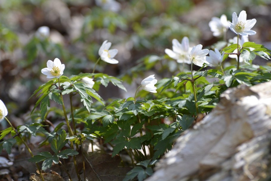 Anemone nemorosa Lechna