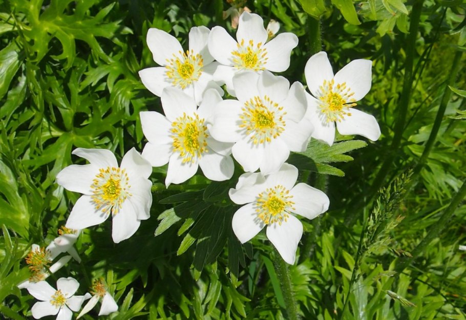 4. Ветреница Лесная (Anemone Sylvestris)