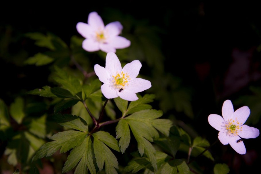 Anemone nemorosa Lechna
