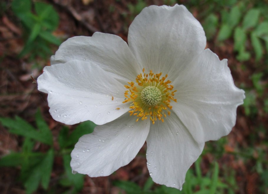 Ветреница Лесная (Anemone Sylvestris)