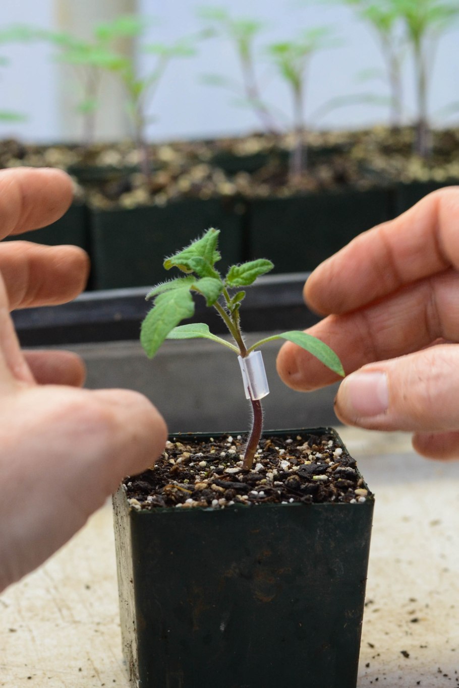 Привой и подвой томатов