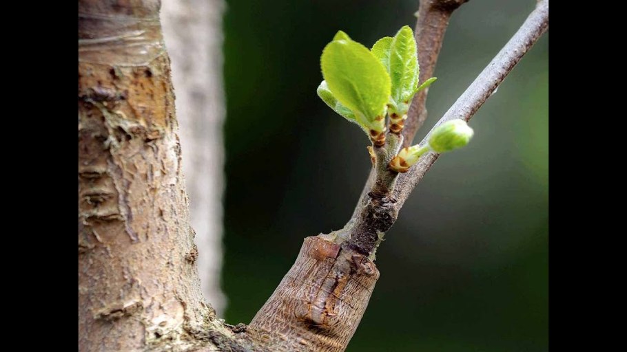 Прививка яблони в корень подвоя
