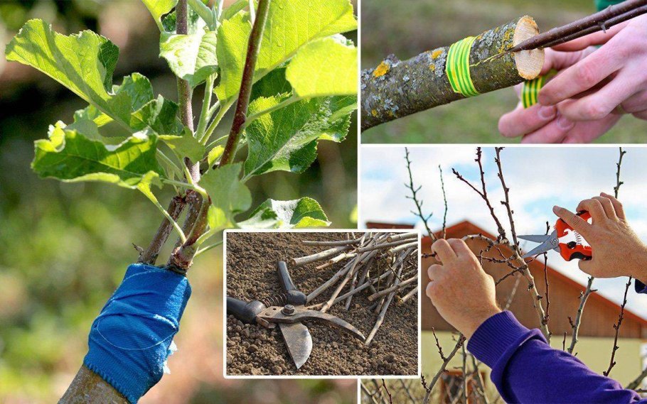 Окулировка черешни