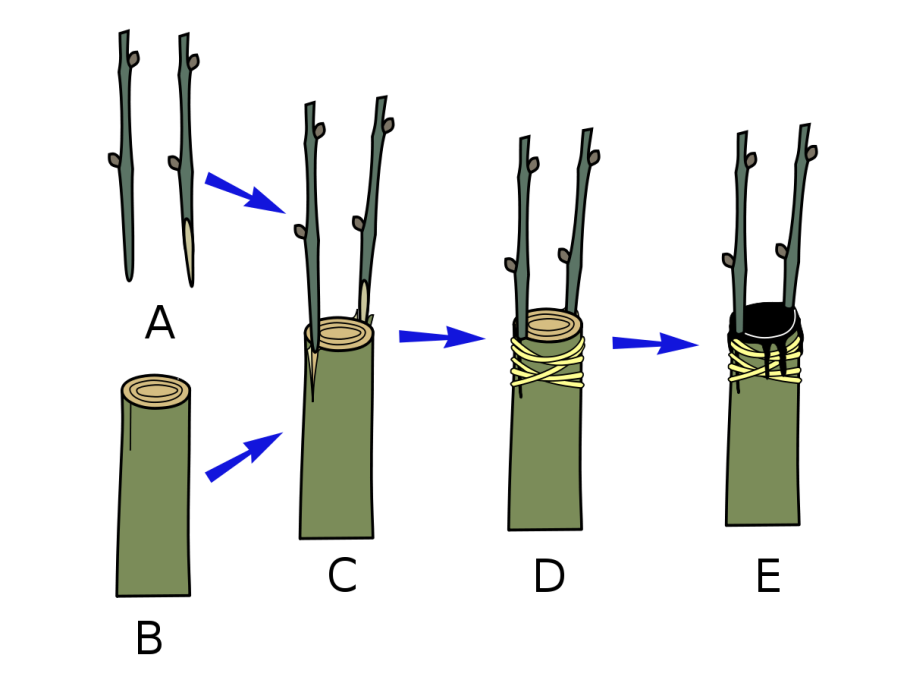 Обрезка и прививка деревьев