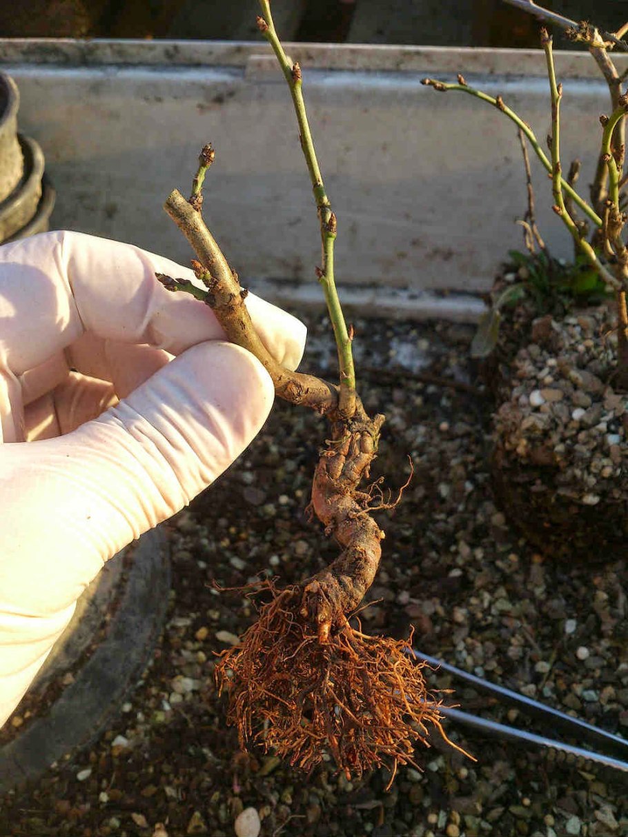 Размножение орхидеи отводками