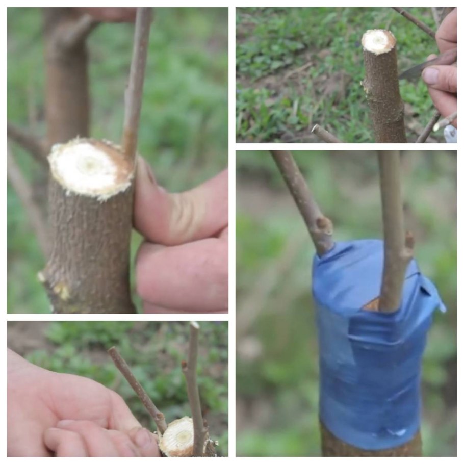 Размножение роз