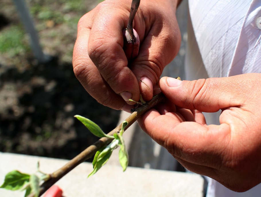 Окулировка растений