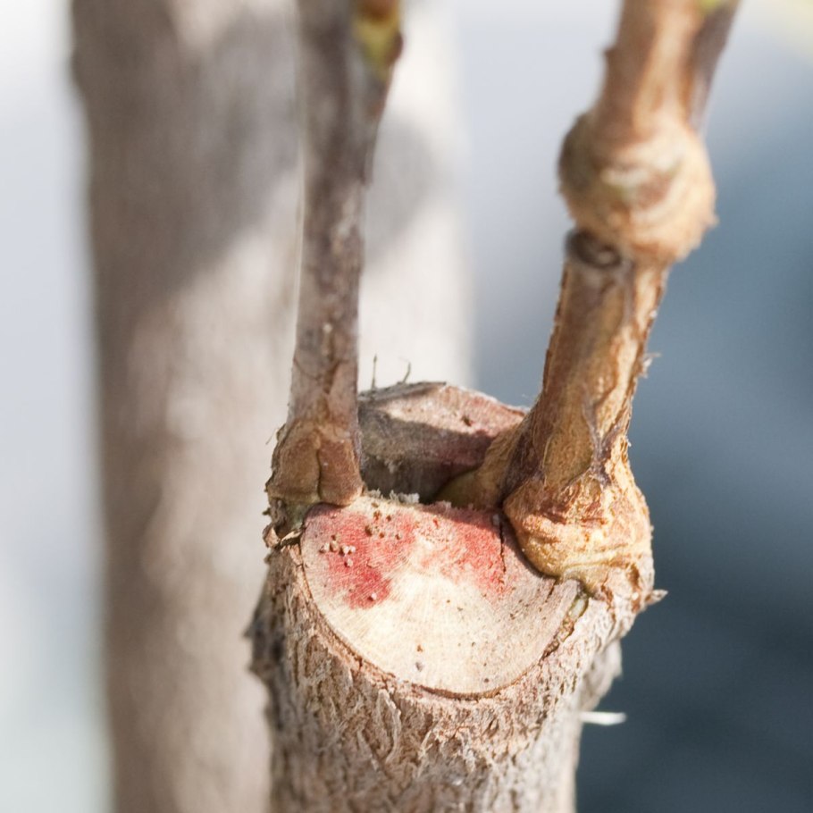 Рускус иглица размножение