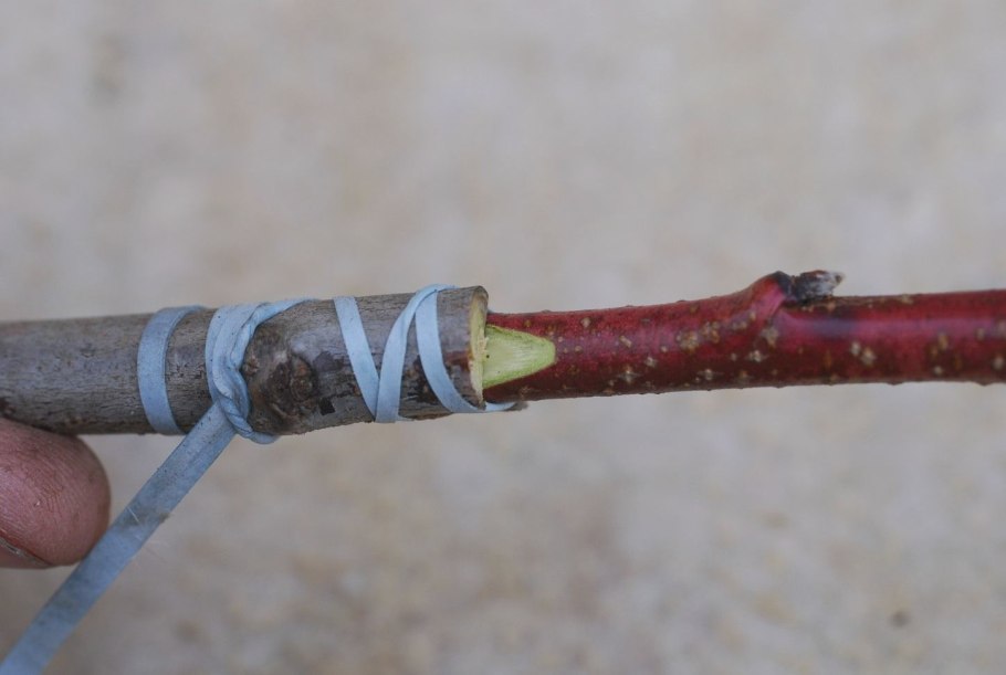 Черенки для весенней прививки