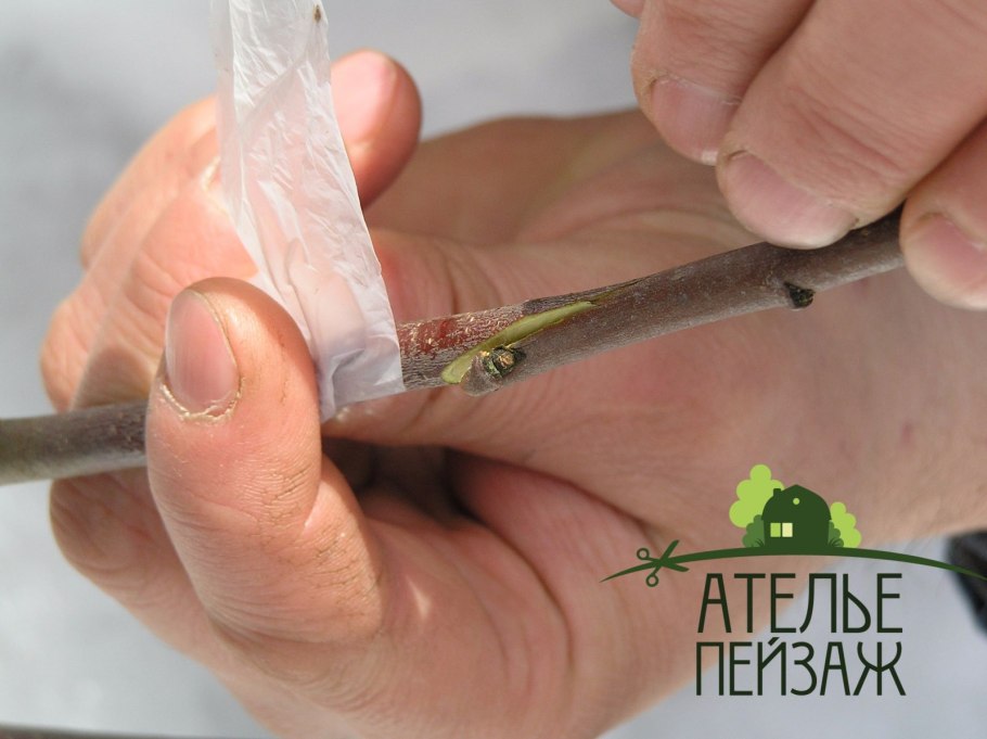 Копулировка плодовых деревьев