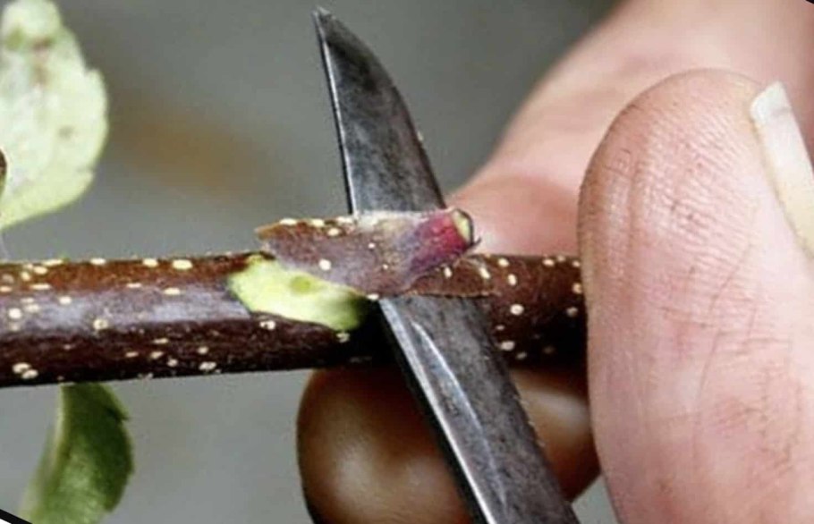 Окулировка яблони