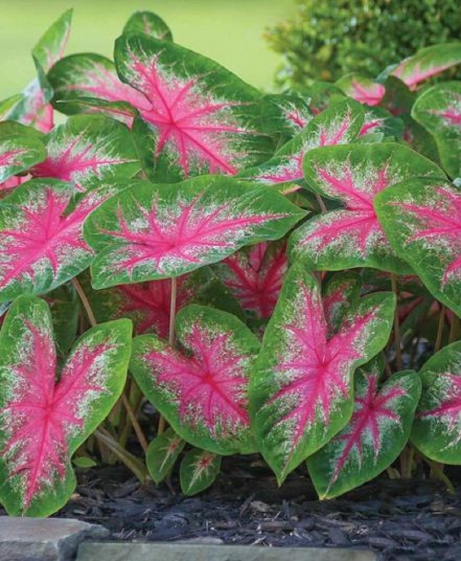 Каладиум ред Стар