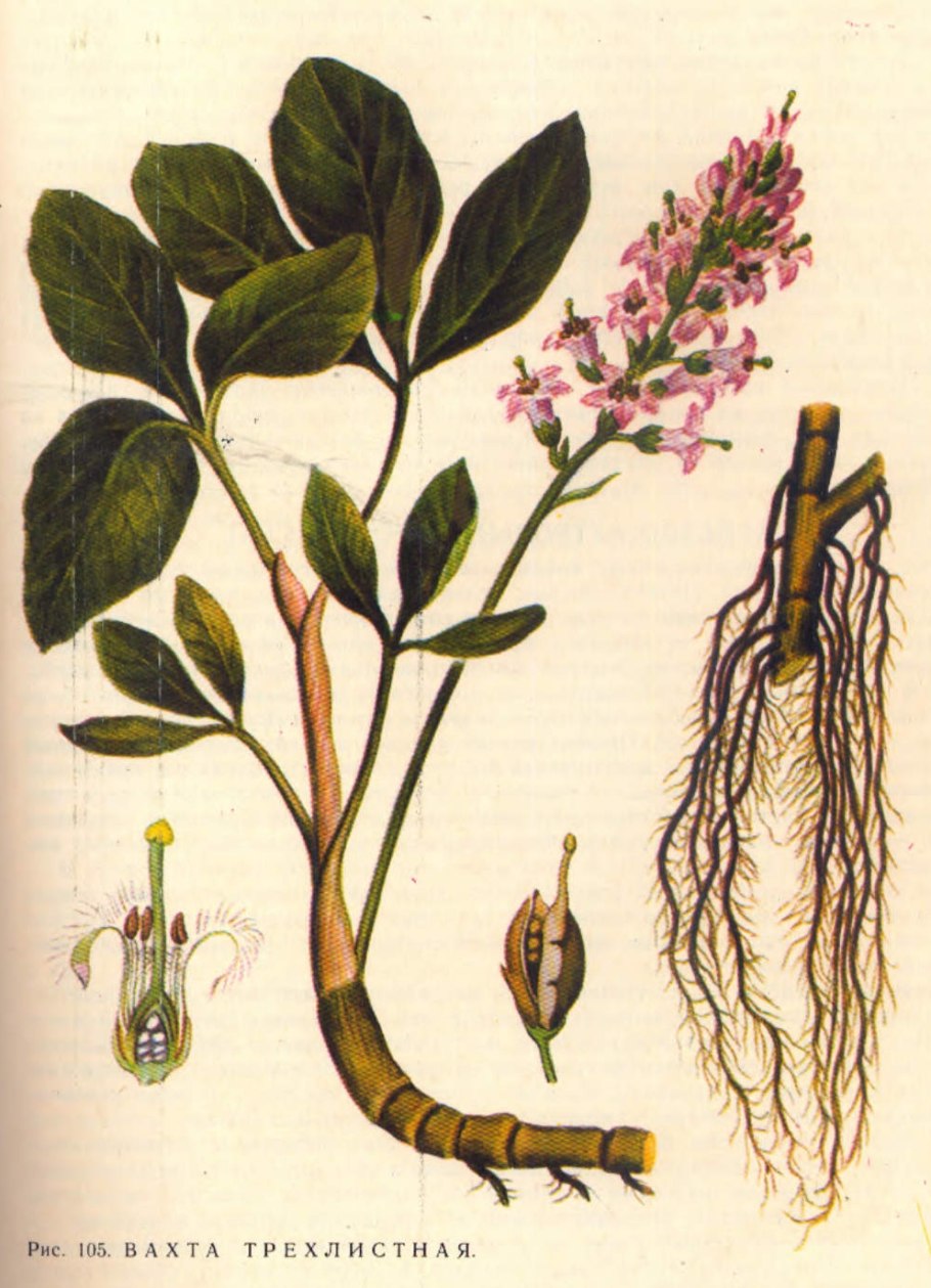 Вахта трехлистная Фармакогнозия