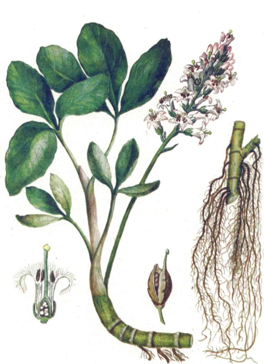 Вахта трехлистная ГФ