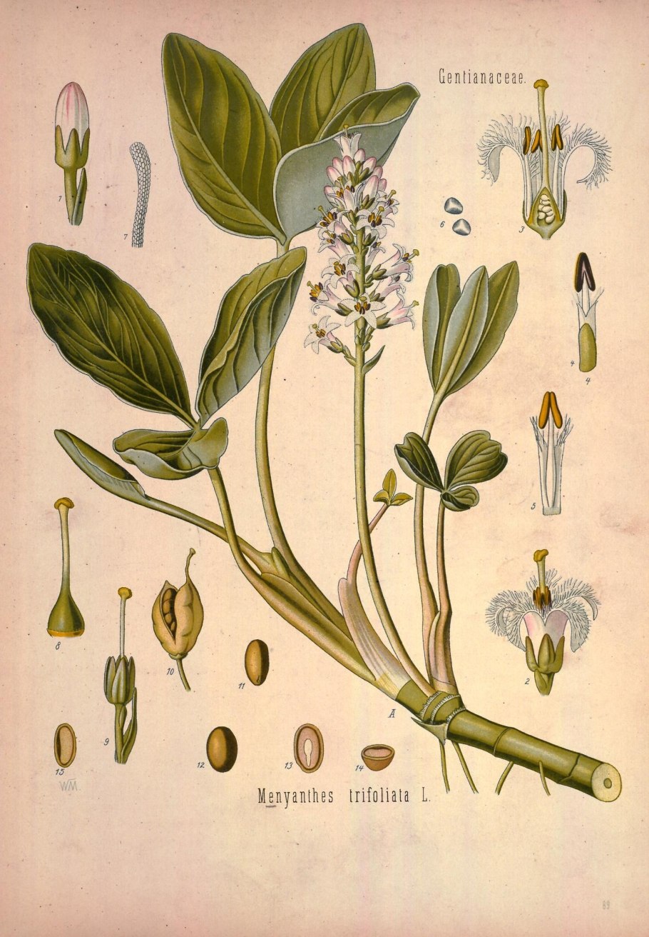 Вахта Menyanthes trifoliata