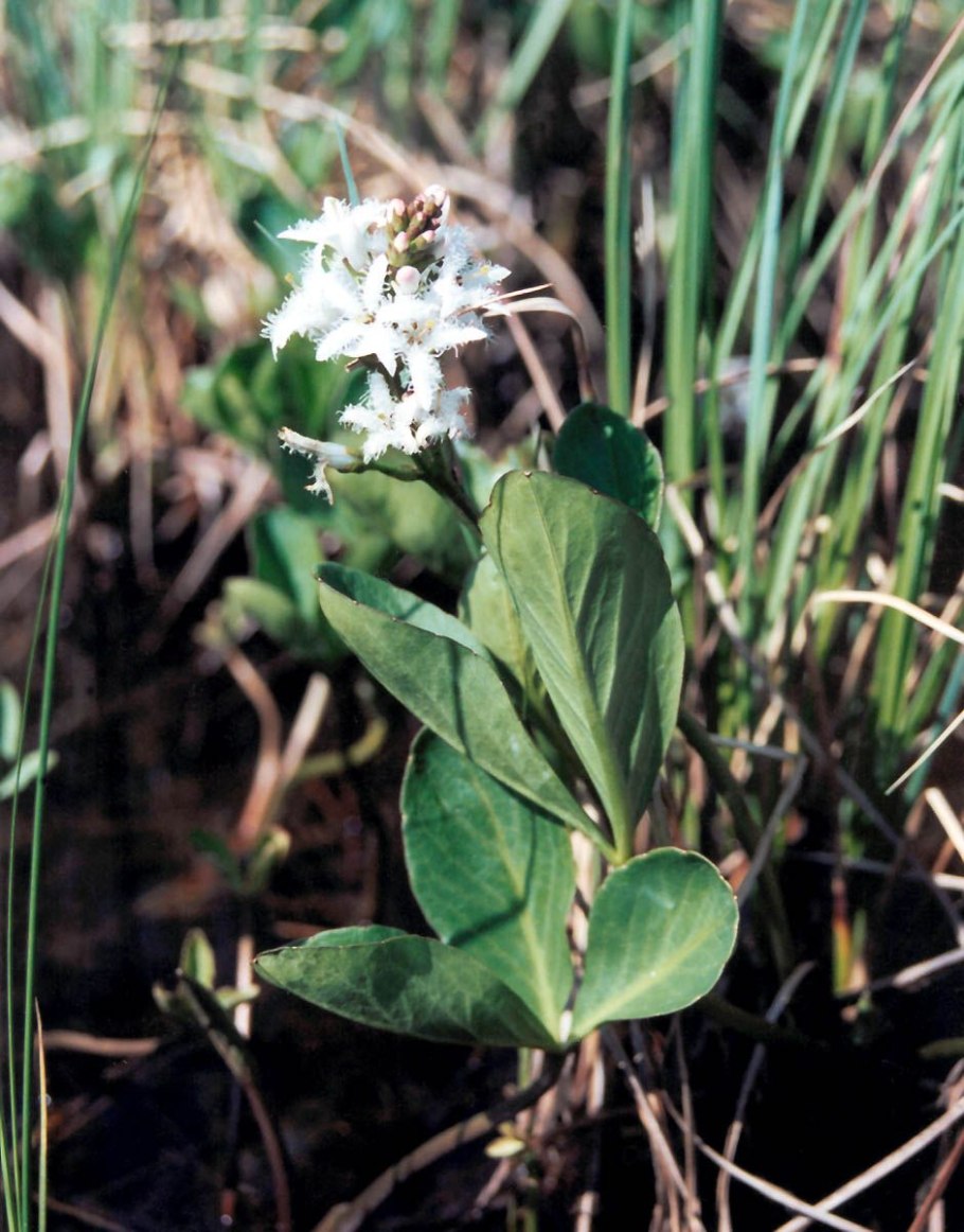 Трифоль вахта трехлистная