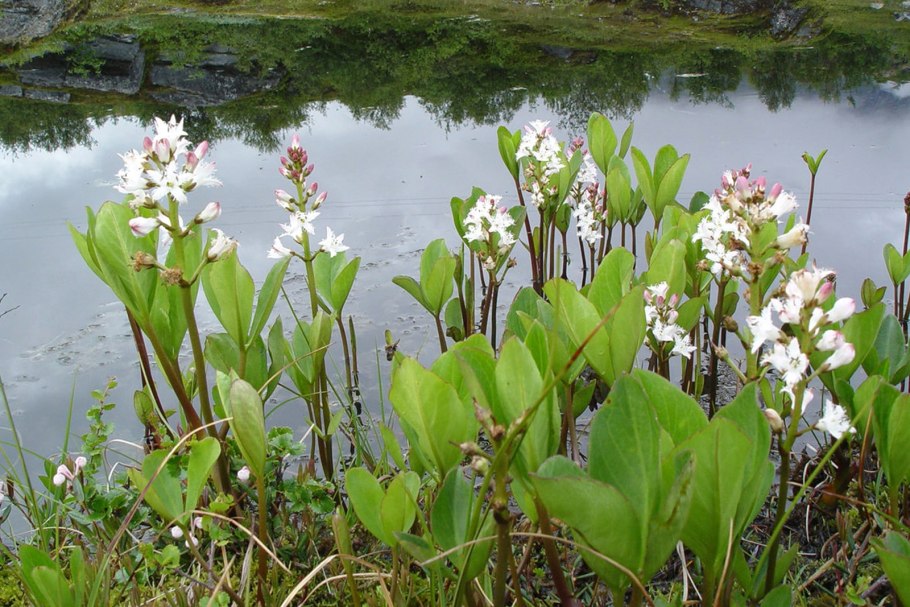 Вахта трехлистная (Menyanthes trifoliata)