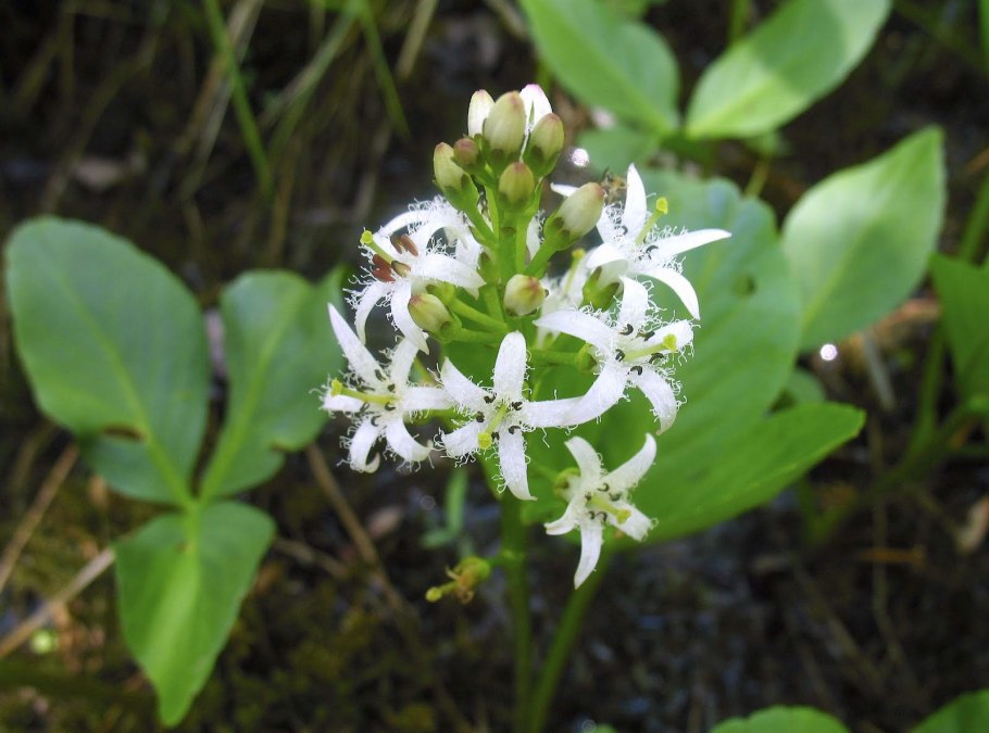 Menyanthes trifoliata