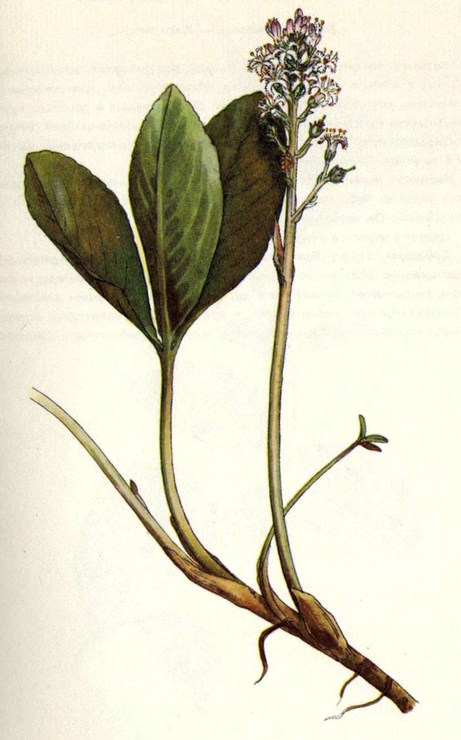 Heteromorpha trifoliata