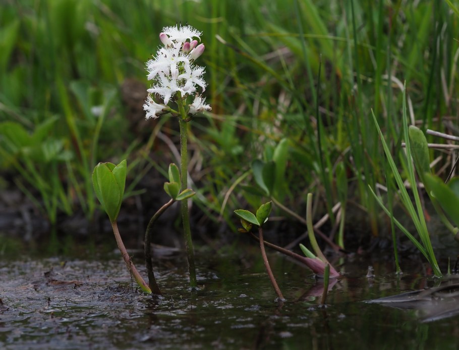 Menyanthes trifoliata