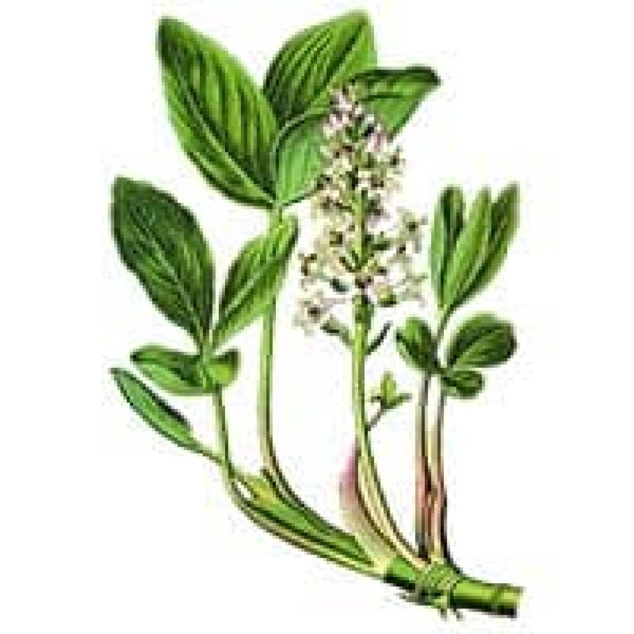 Вахта Болотная трёхлистная