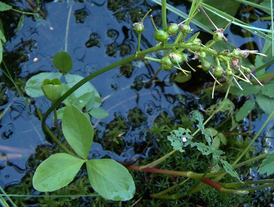 Вахта трехлистная Ботаническая иллюстрация