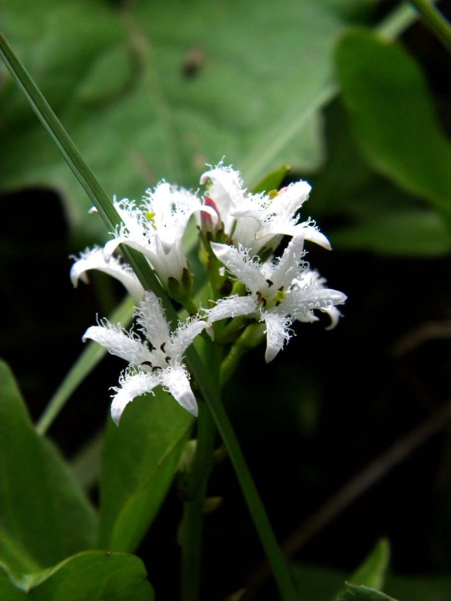 Вахта Menyanthes trifoliata