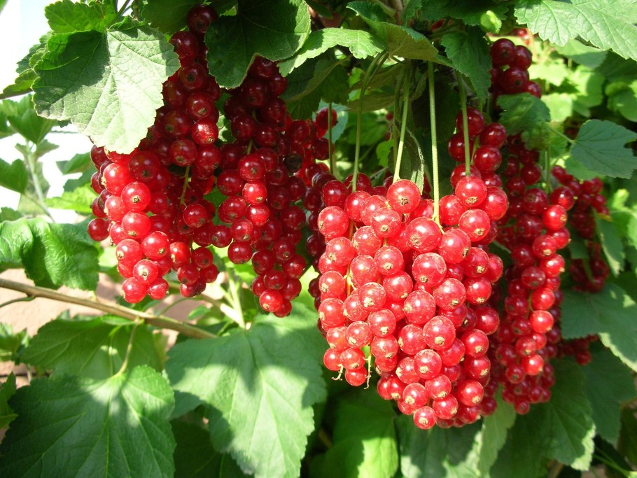 Сорт смородины Уральская красавица