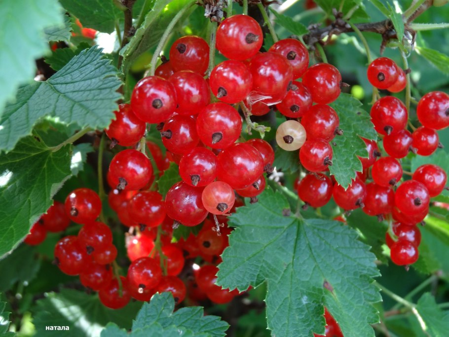 Смородина красная голландская красная