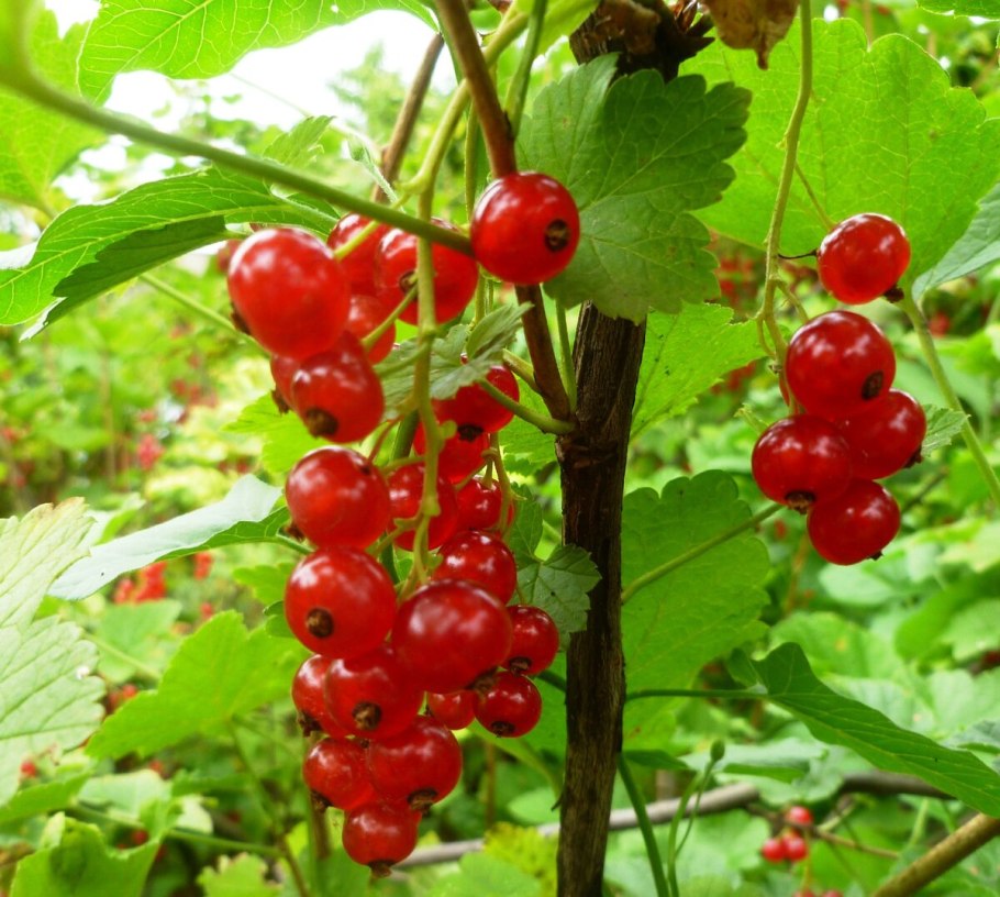 Смородина Версальская красная