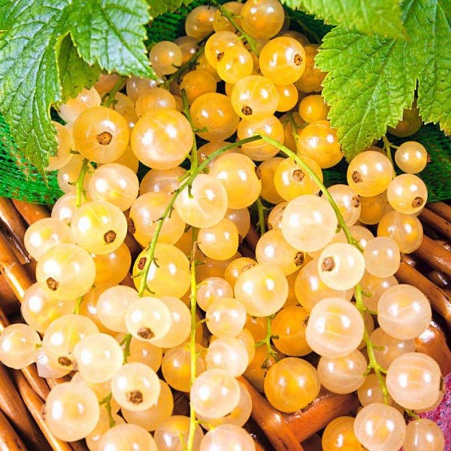 Смородина красная огни Урала