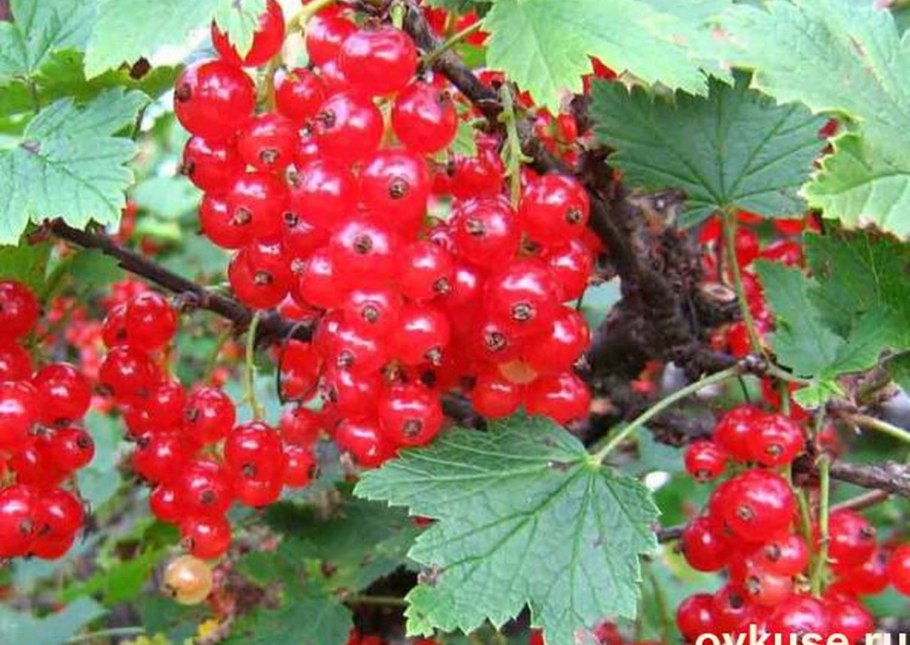 Смородина красная перспективные сорта Татьяна