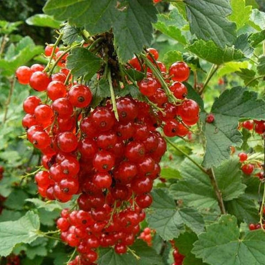 Смородина красная Уральские зори