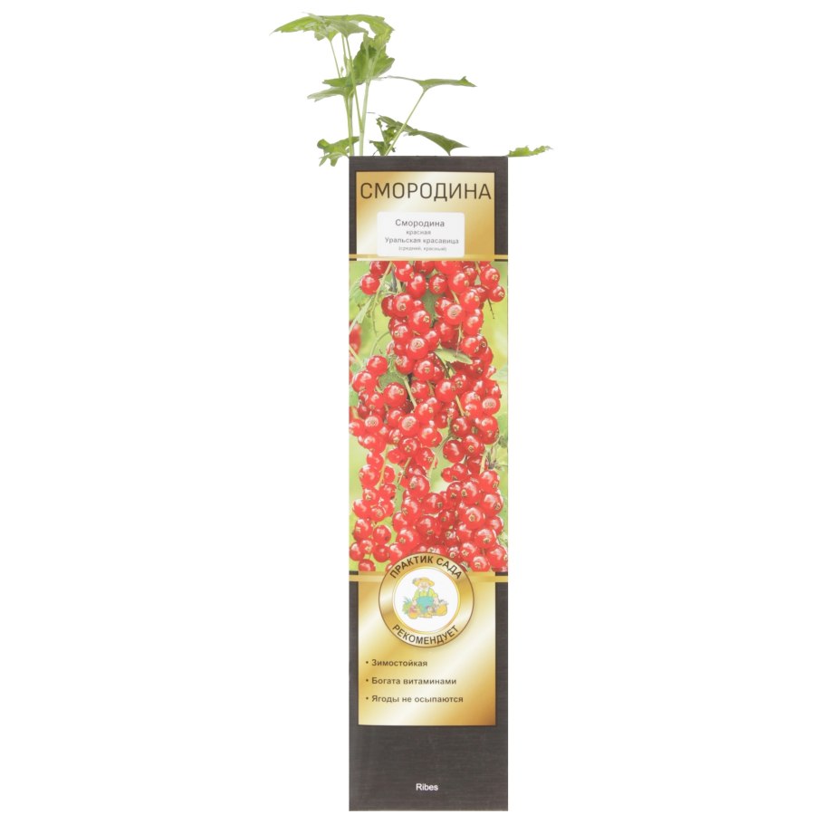 Руднеус красная смородина