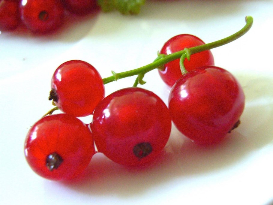 Красная смородина сорт Уральская красавица