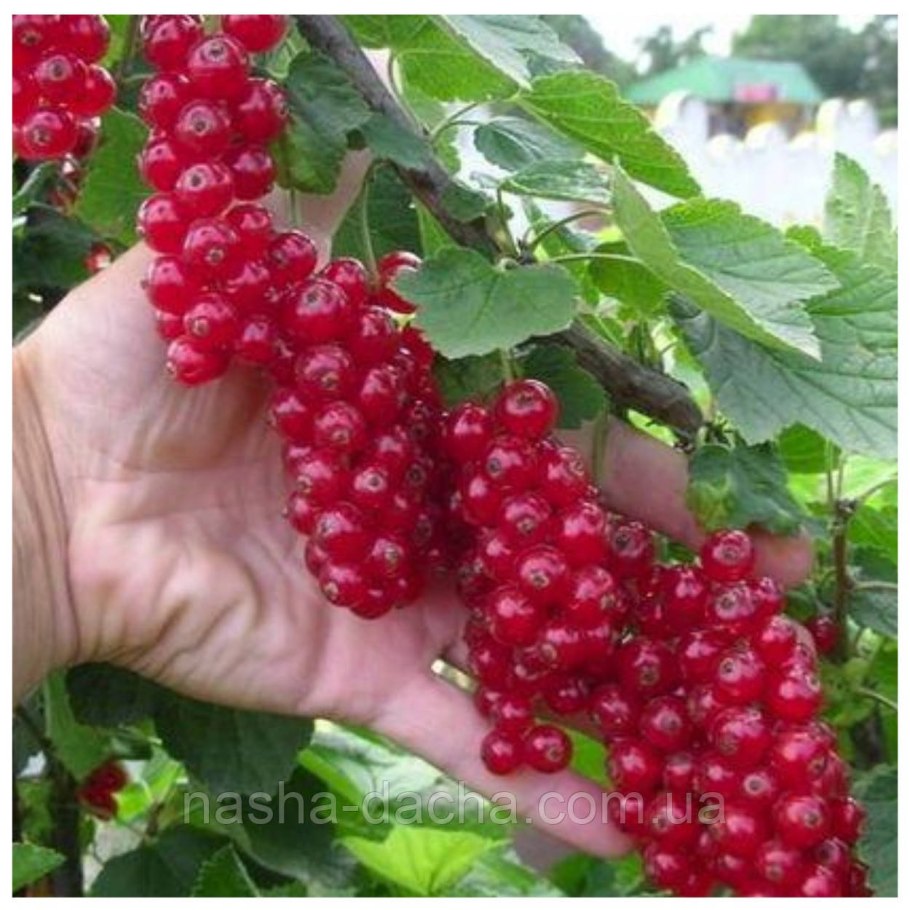 Смородина красная Йонкер Ван тетс