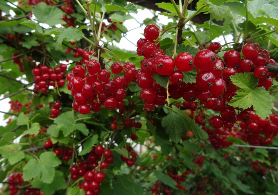 Смородина красная Уральская красавица куст