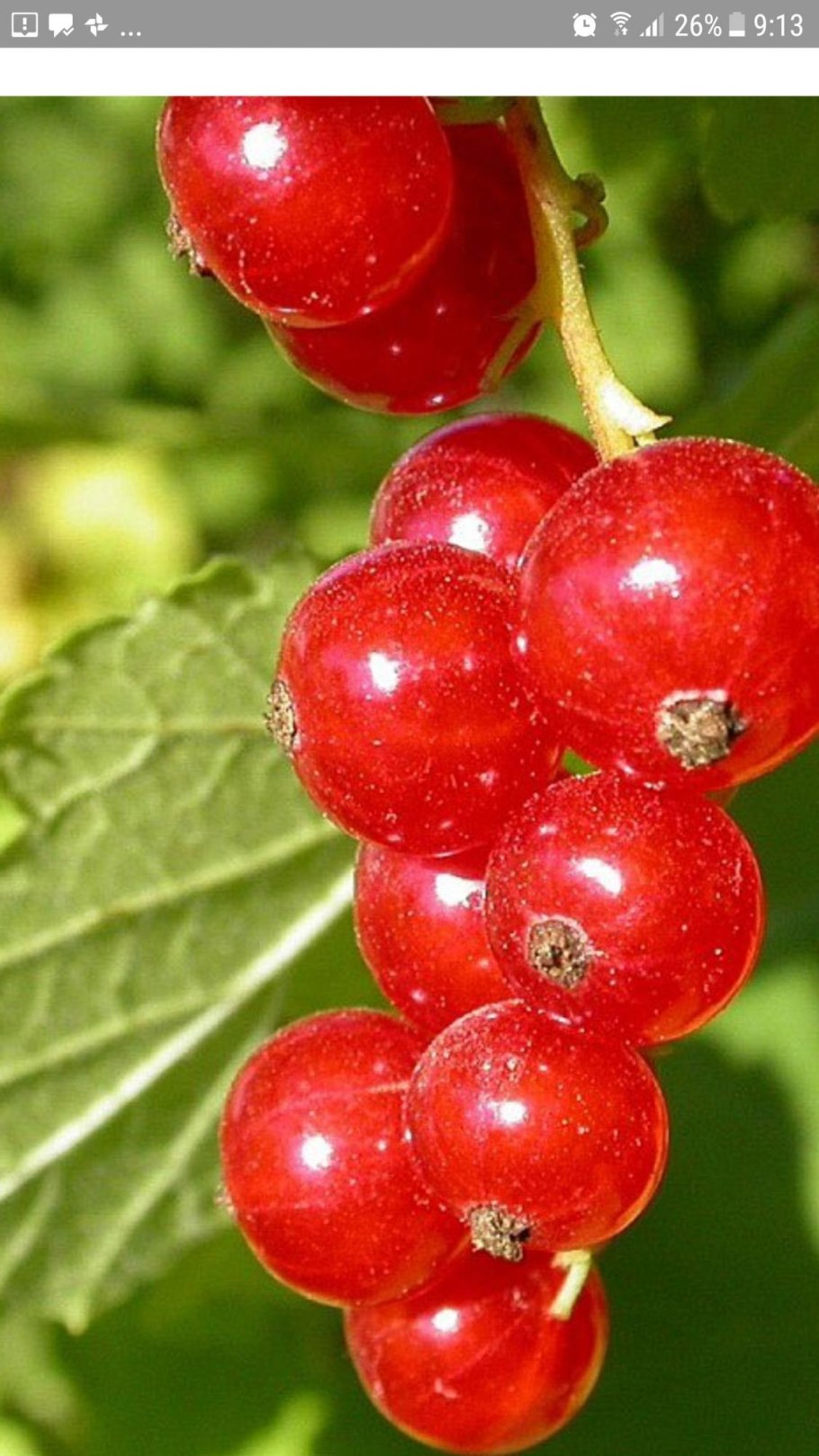 Куст красная смородина красная