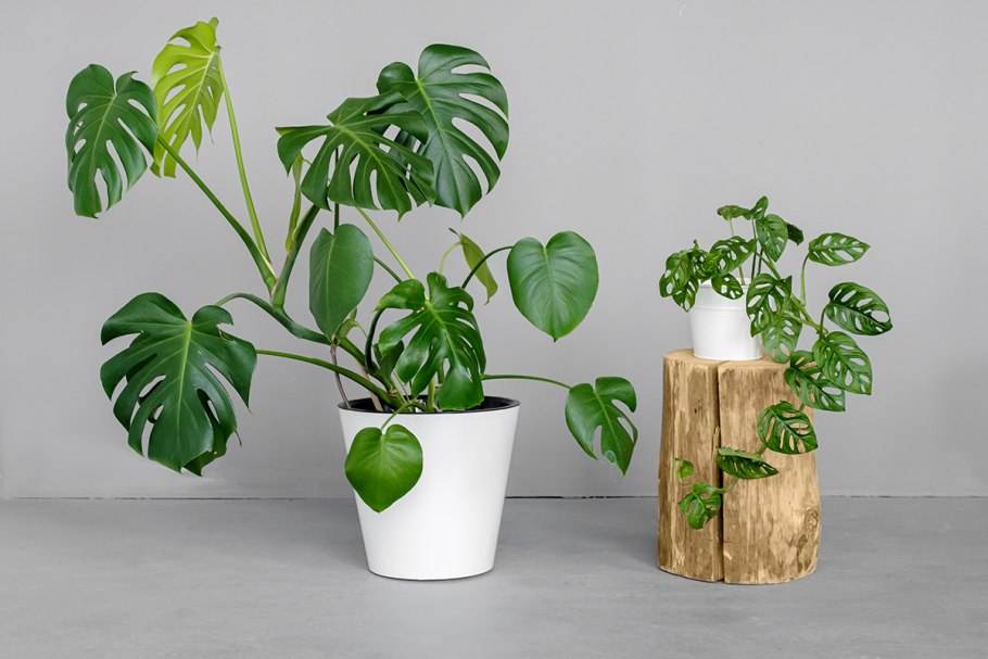 Монстера деликатесная (Monstera deliciosa)