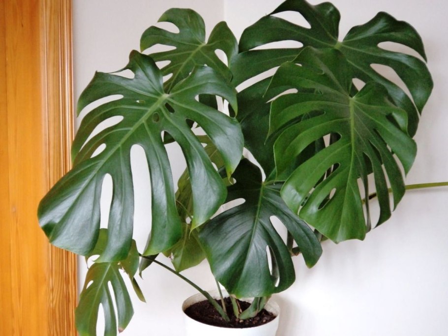 Монстера Делициоза