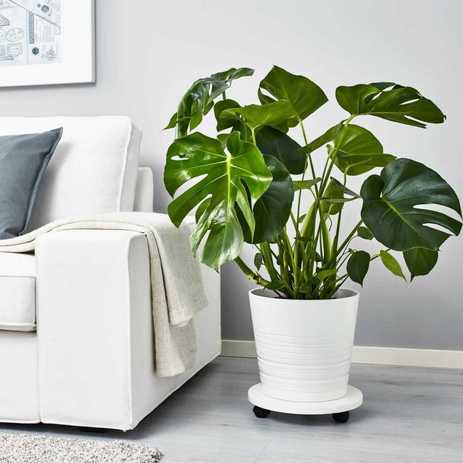 Монстера Борситжиана