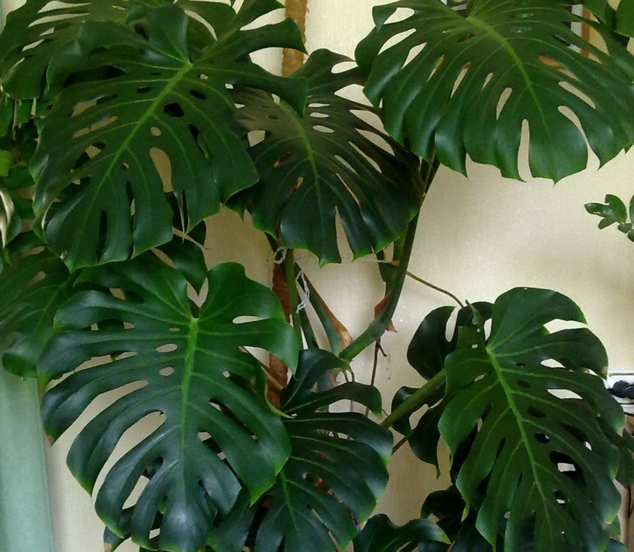 Монстера крупнолистная