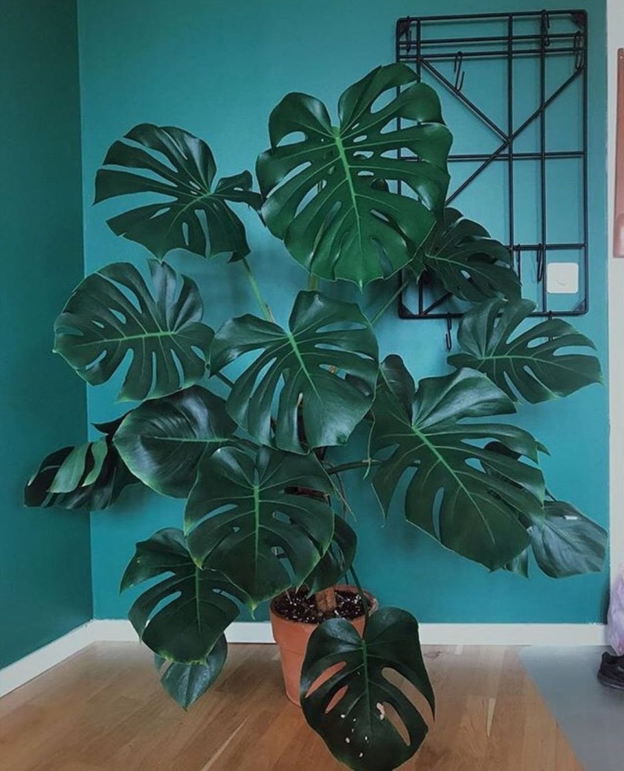 Монстера альбинос