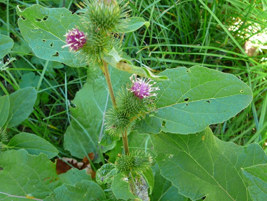 Лопух малый (Arctium Minus)