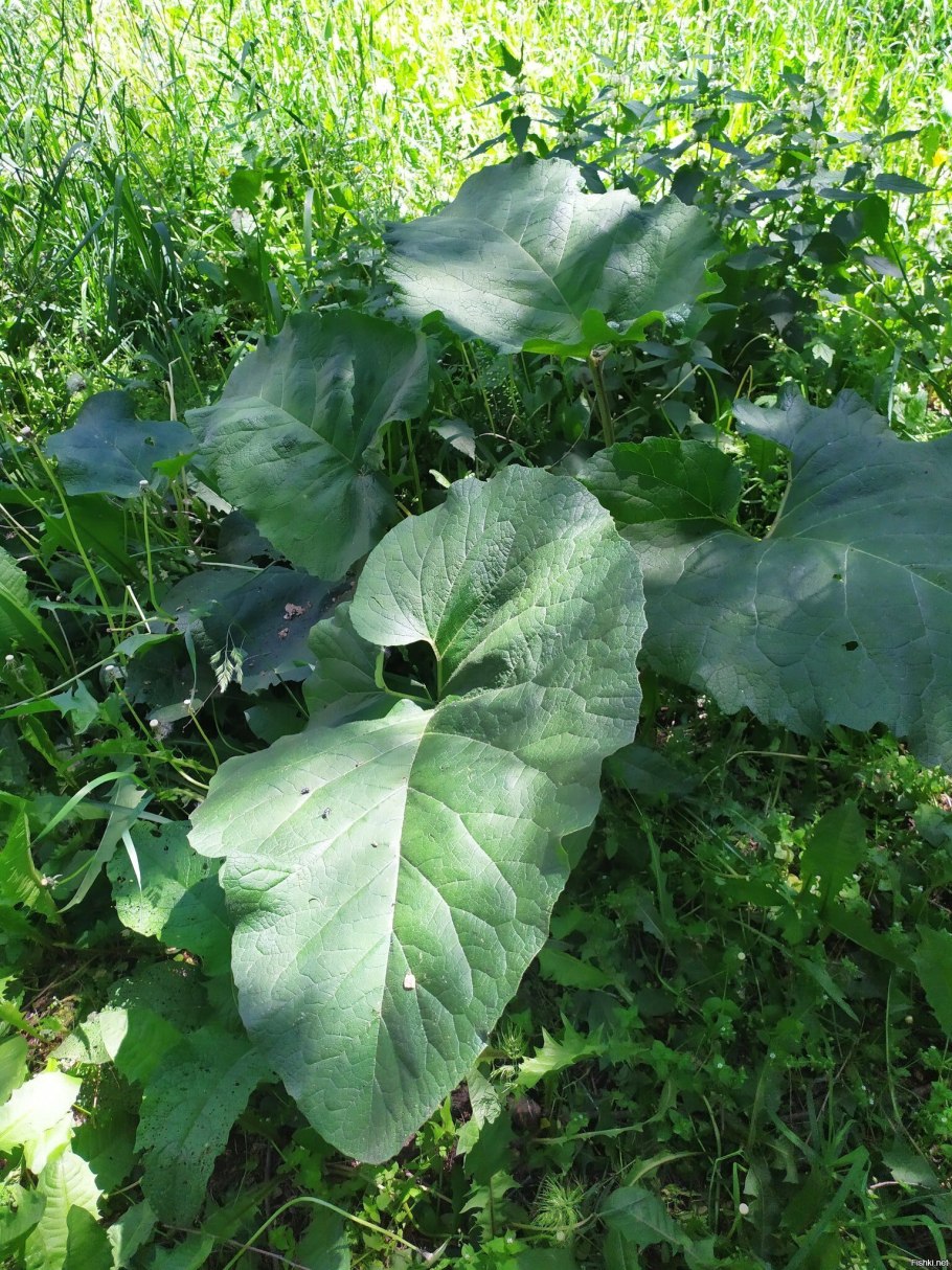 Лопух репейник