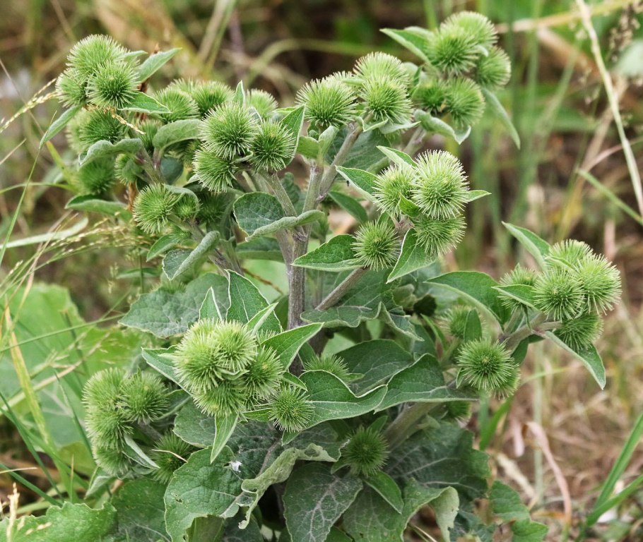Плантариум Arctium Lappa